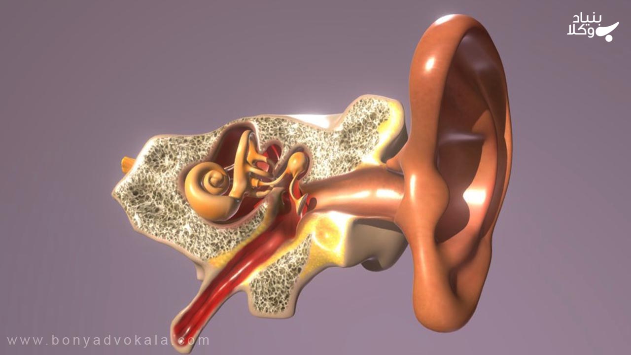 Режущее ухо. Модель ухо человека. 3d модель слуховые аппараты. Слуховые косточки модель. Ухо 3д модель.